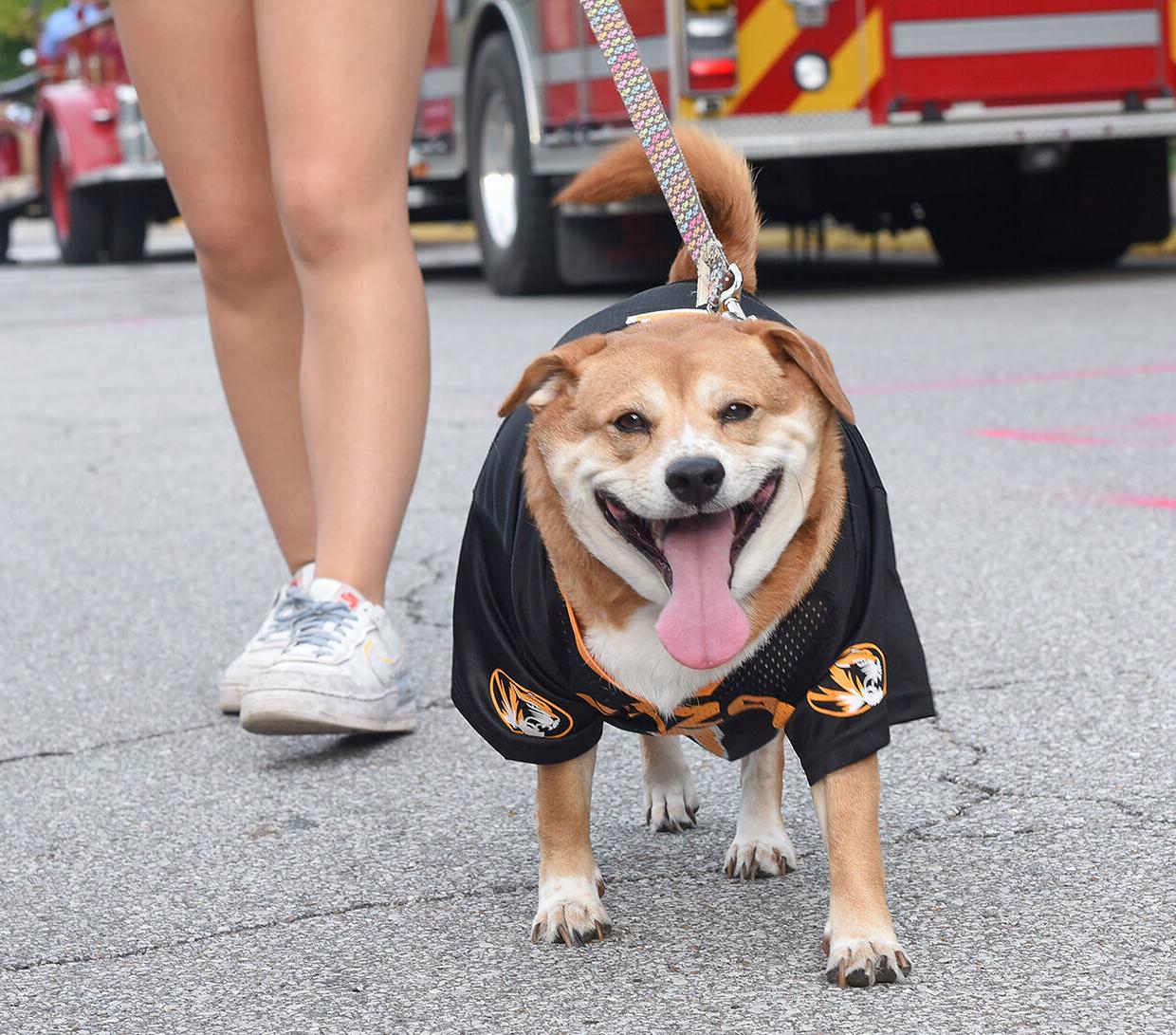 Freshman Amber Hueste walks her dog, Zaya, before the homecoming parade
